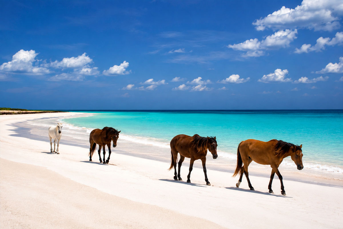 Horseback riding on Pink Sands Beach Harbour Island